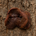 Pig Snouts